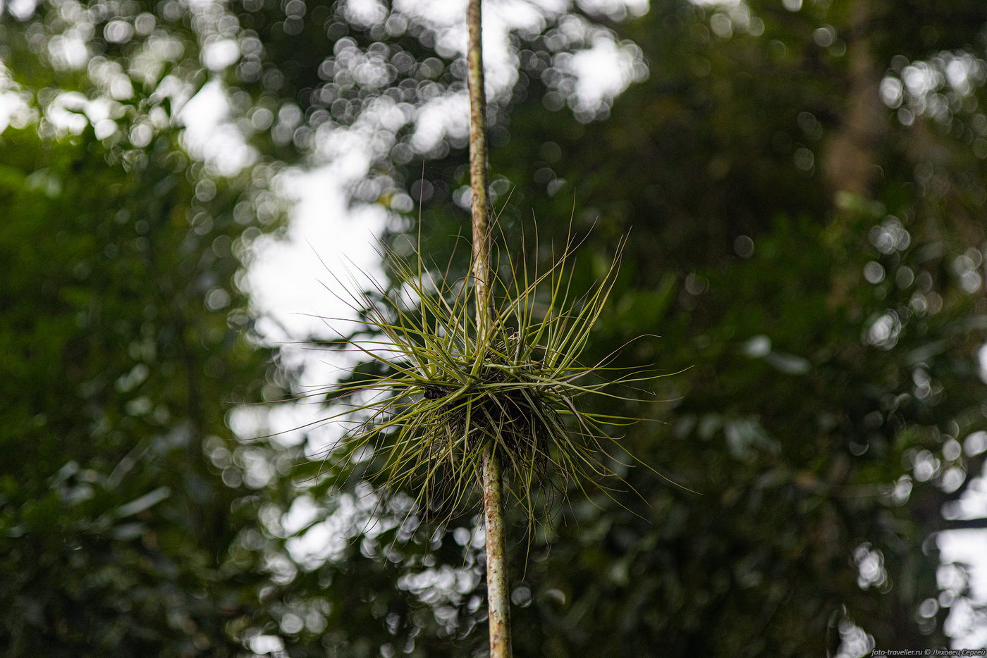 Image of genus Tillandsia specimen.