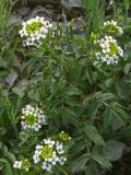 Nasturtium officinale. Цветущее и плодоносящее растение. Крым, Севастополь, Сарандинакина балка. 3 июня 2009 г.