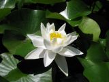 Nymphaea alba. Цветок. Абхазия. г. Сухум, территория ботанического сада. 24 июля 2008 г.