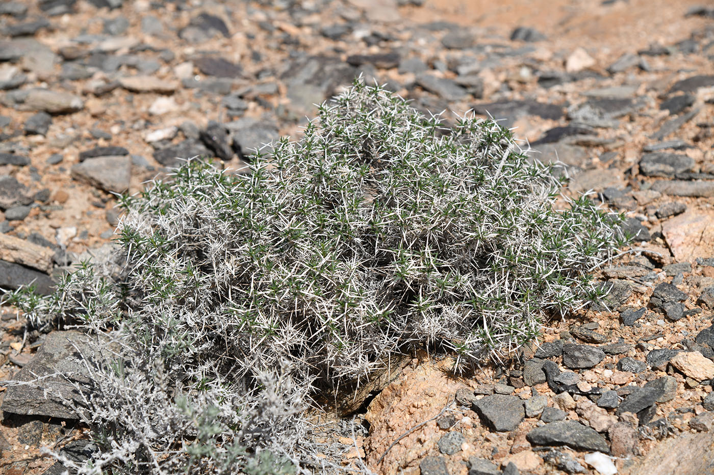 Изображение особи род Acanthophyllum.
