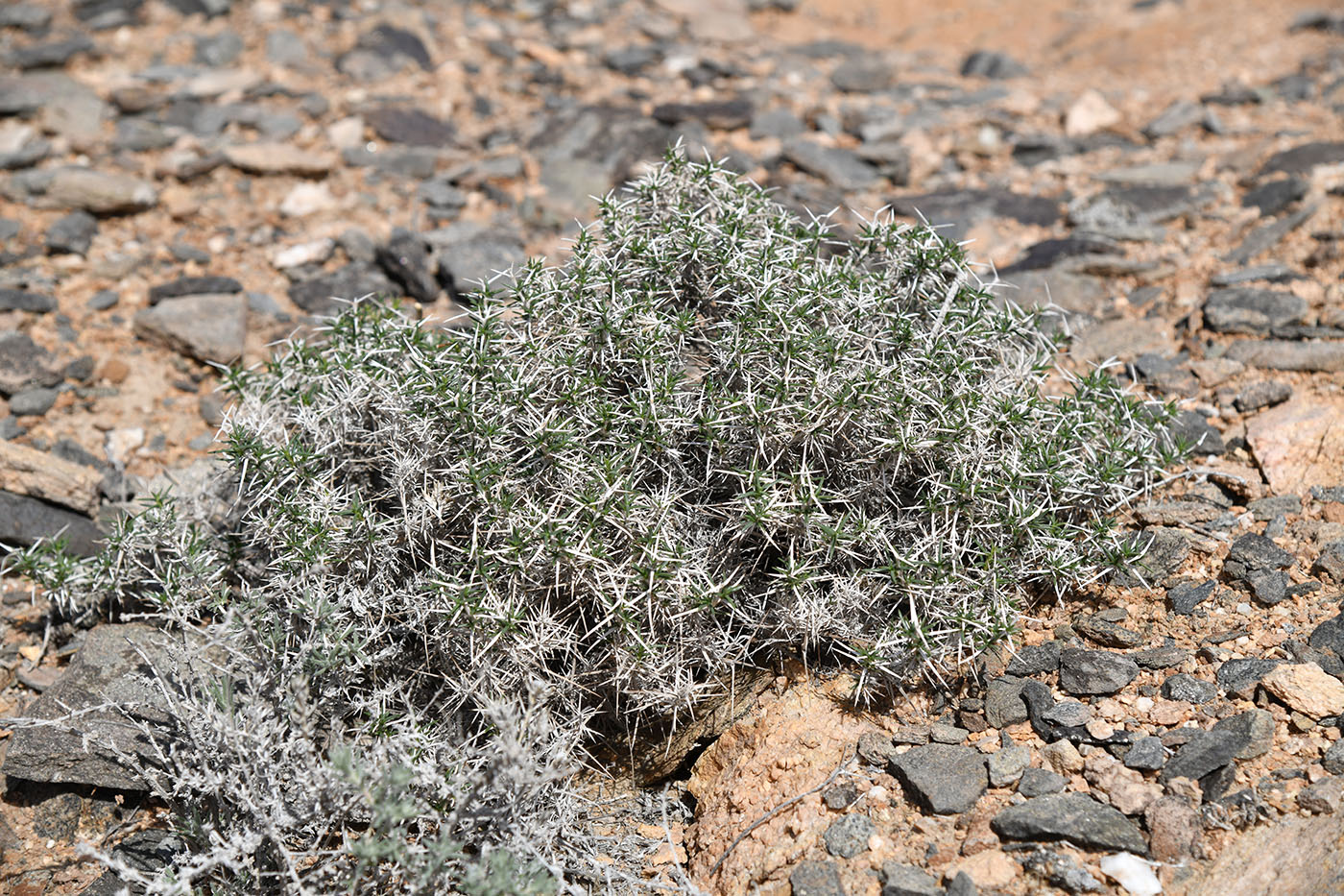 Image of genus Acanthophyllum specimen.