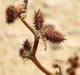 Xanthium orientale