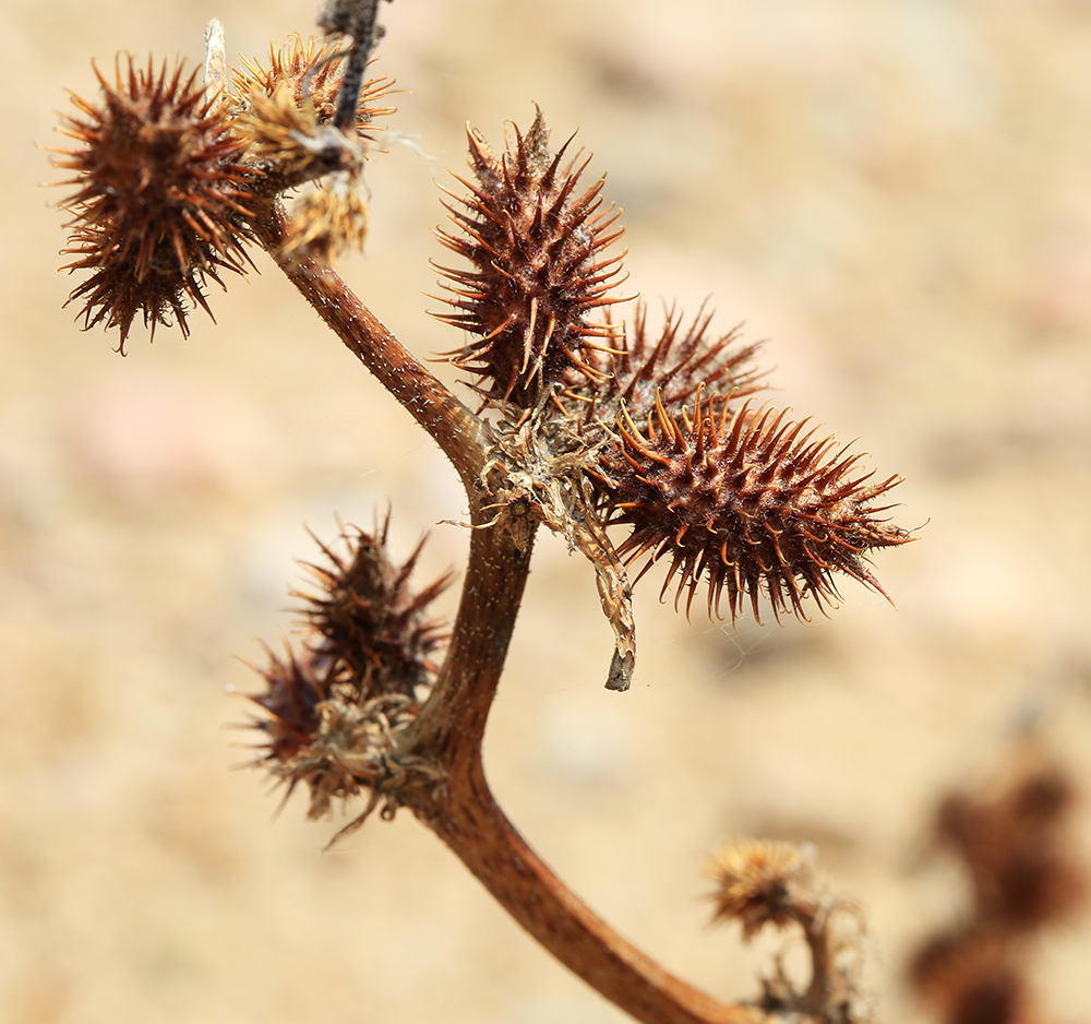 Image of Xanthium orientale specimen.