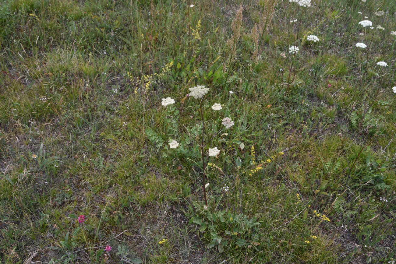 Image of Seseli libanotis specimen.