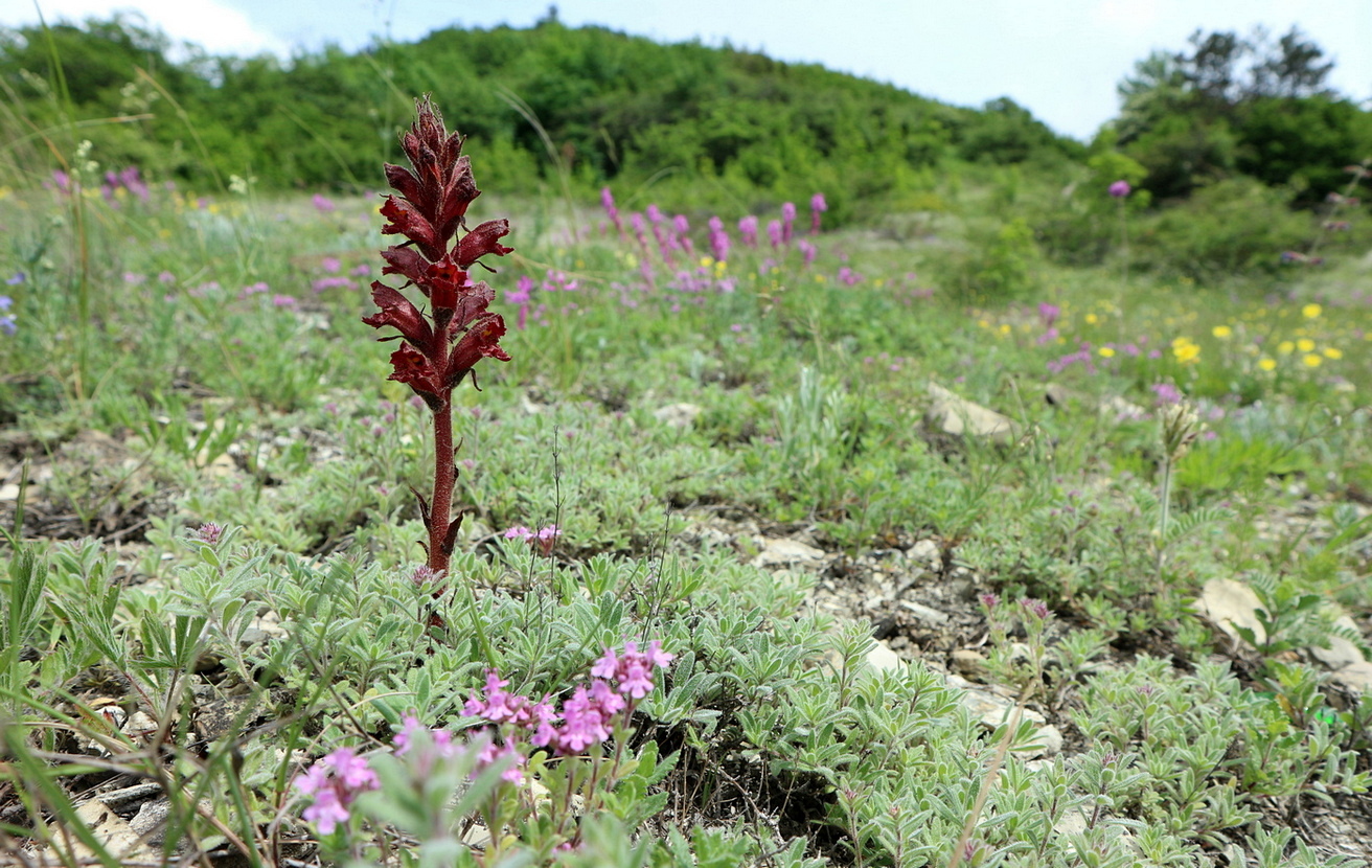 Изображение особи Orobanche alba ssp. xanthostigma.