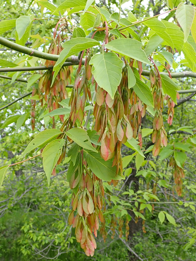 Image of Acer negundo specimen.