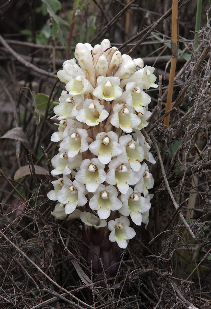 Image of Cistanche mongolica specimen.