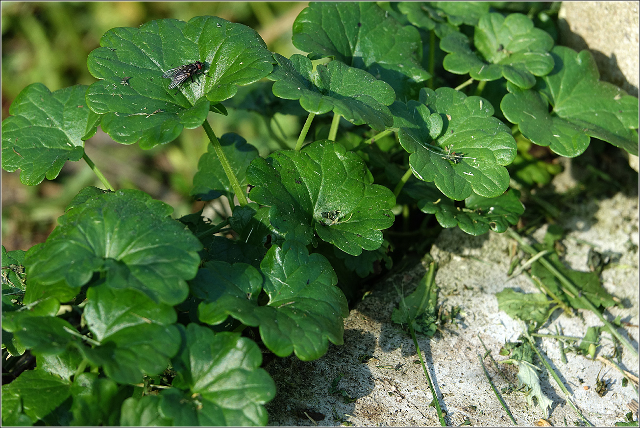 Изображение особи Glechoma hederacea.