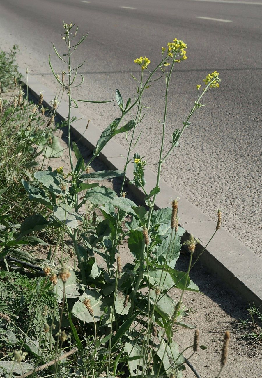 Изображение особи Brassica napus.