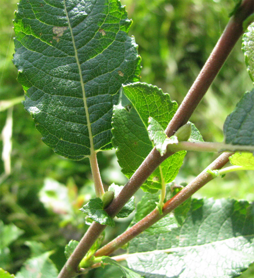 Image of Salix myrsinifolia specimen.