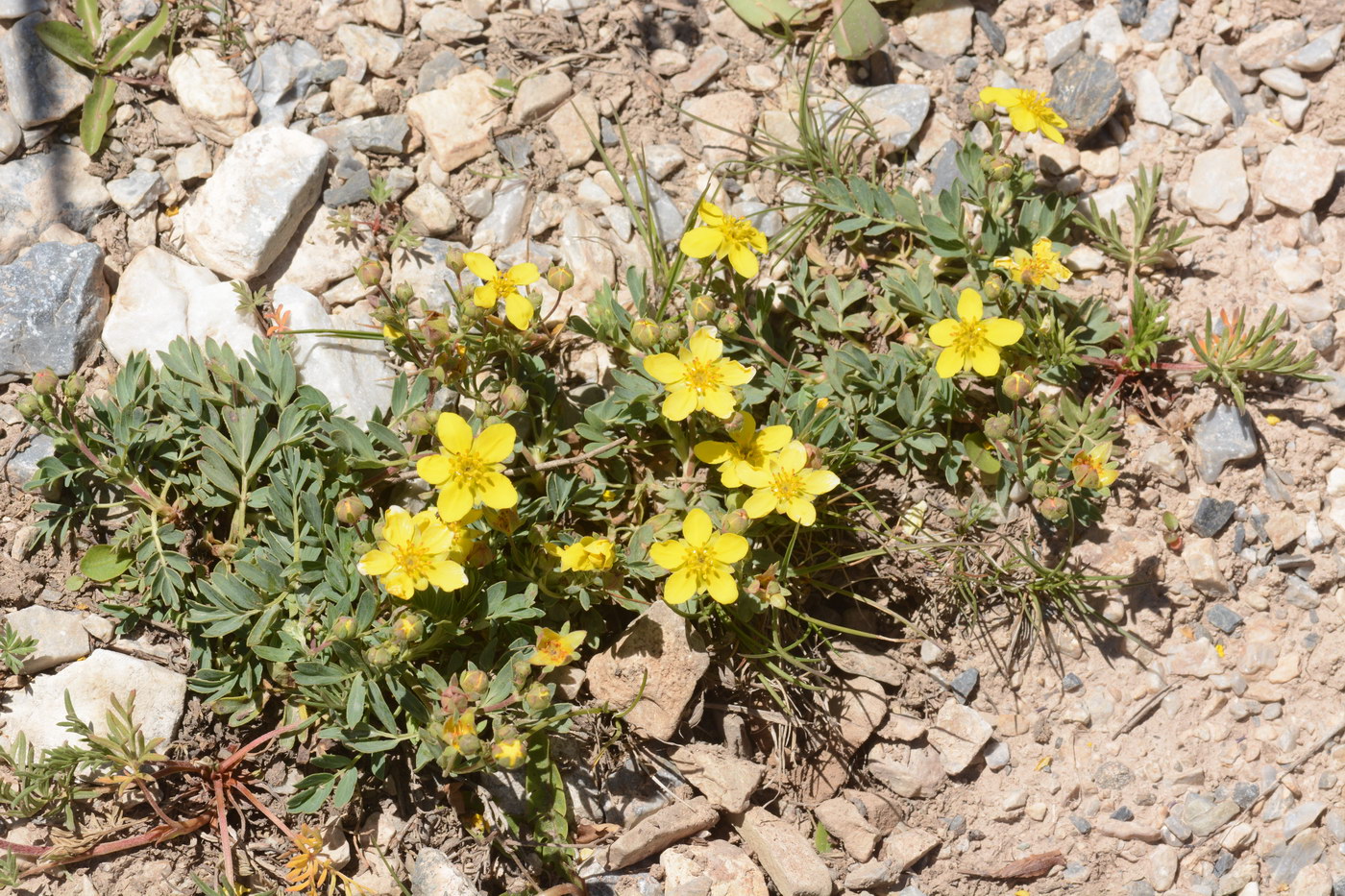 Изображение особи Potentilla orientalis.