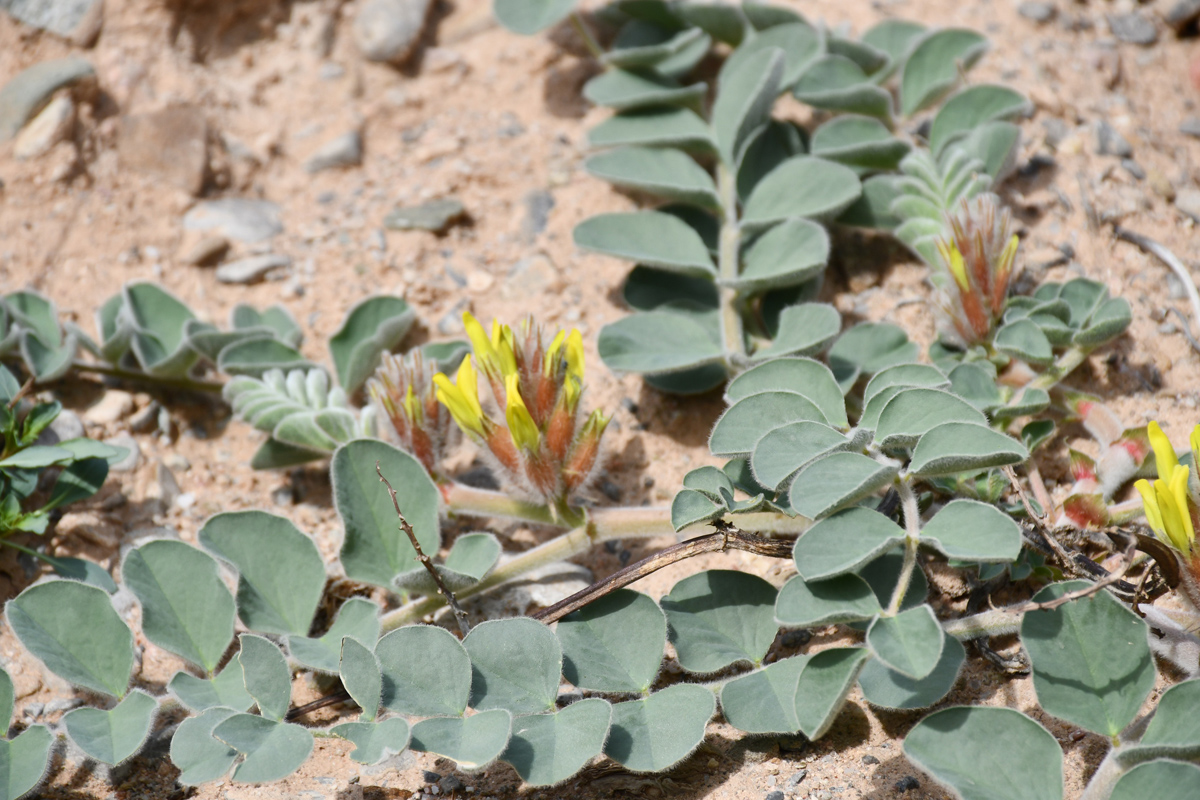 Изображение особи Astragalus kahiricus.