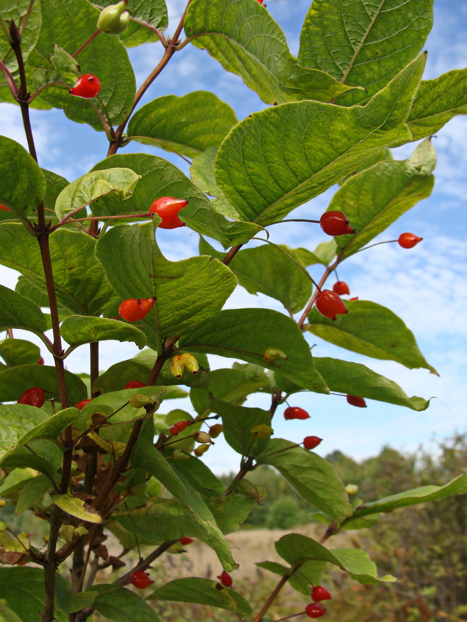 Image of Lonicera maximowiczii specimen.