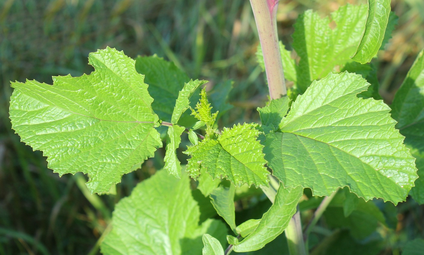 Image of Brassica nigra specimen.