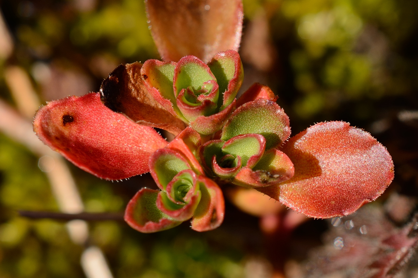 Image of Sedum spurium specimen.