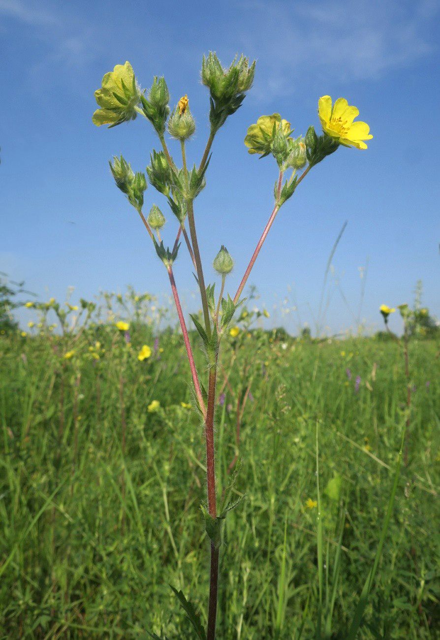 Изображение особи Potentilla obscura.