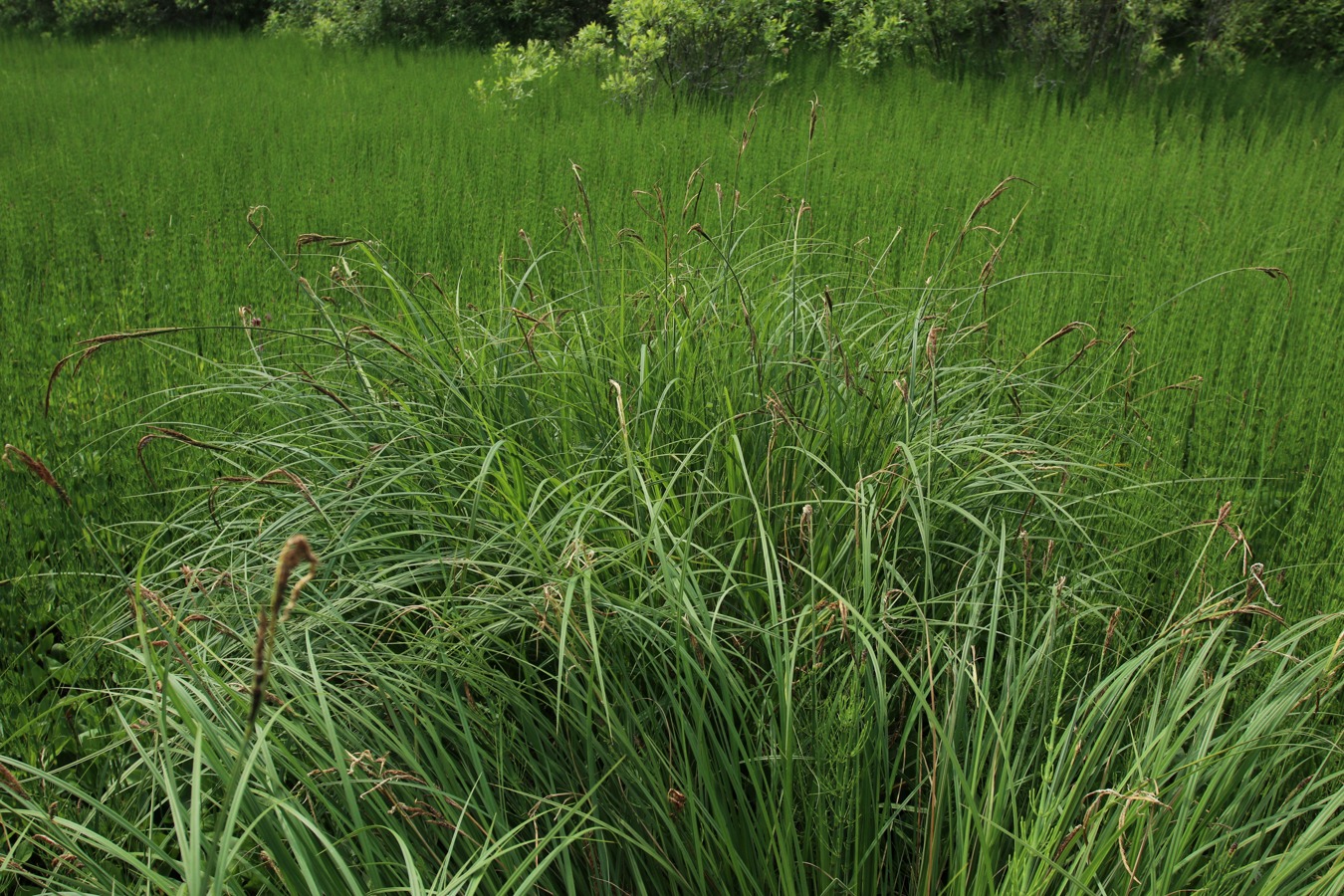 Изображение особи Carex omskiana.