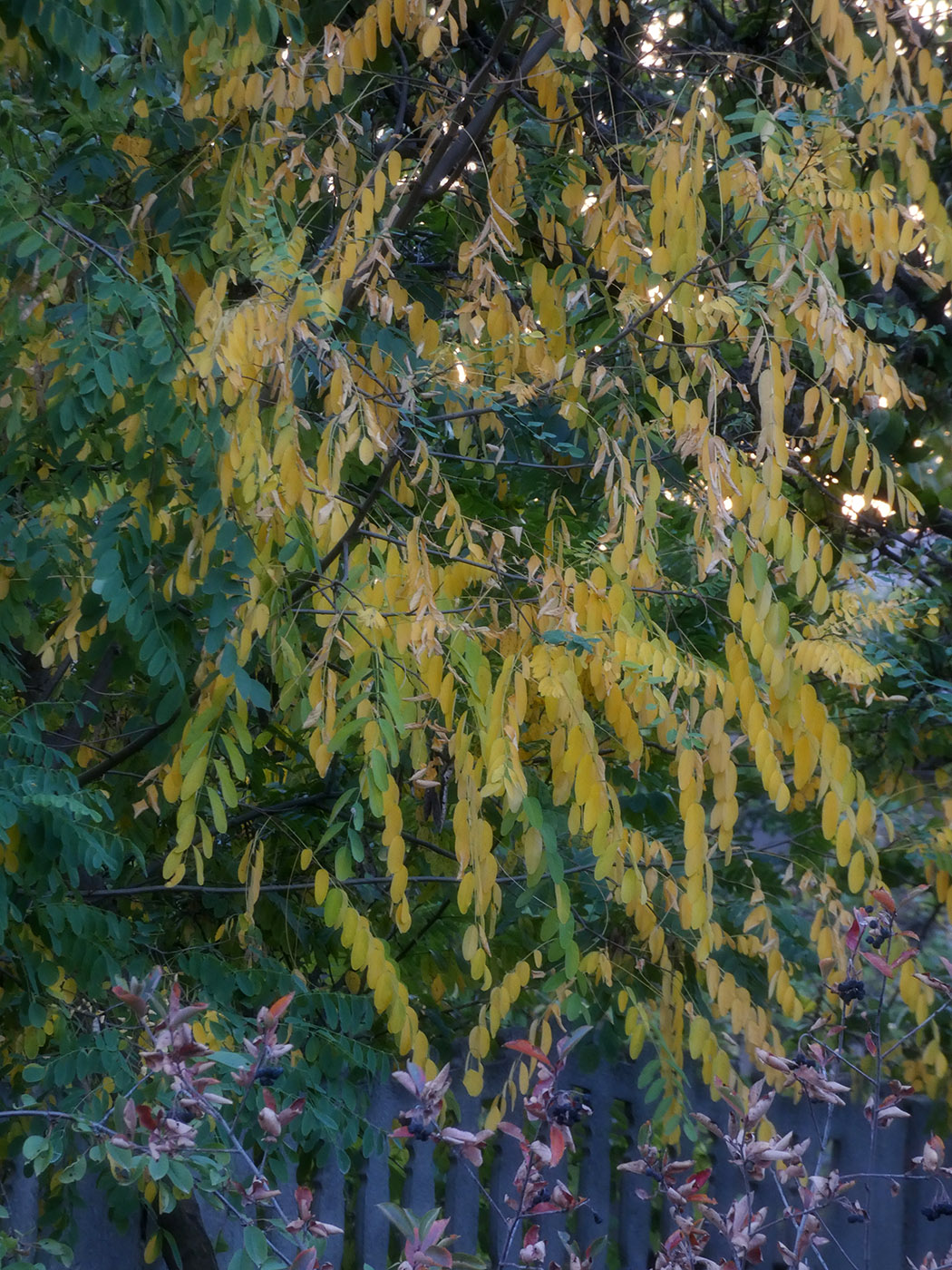 Image of Robinia pseudoacacia specimen.