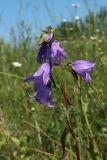 Campanula rapunculoides