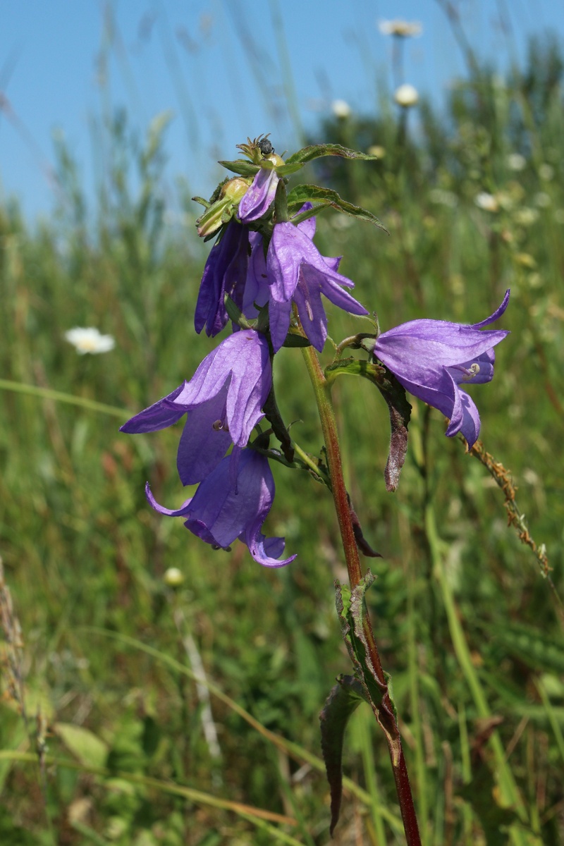 Image of Campanula rapunculoides specimen.