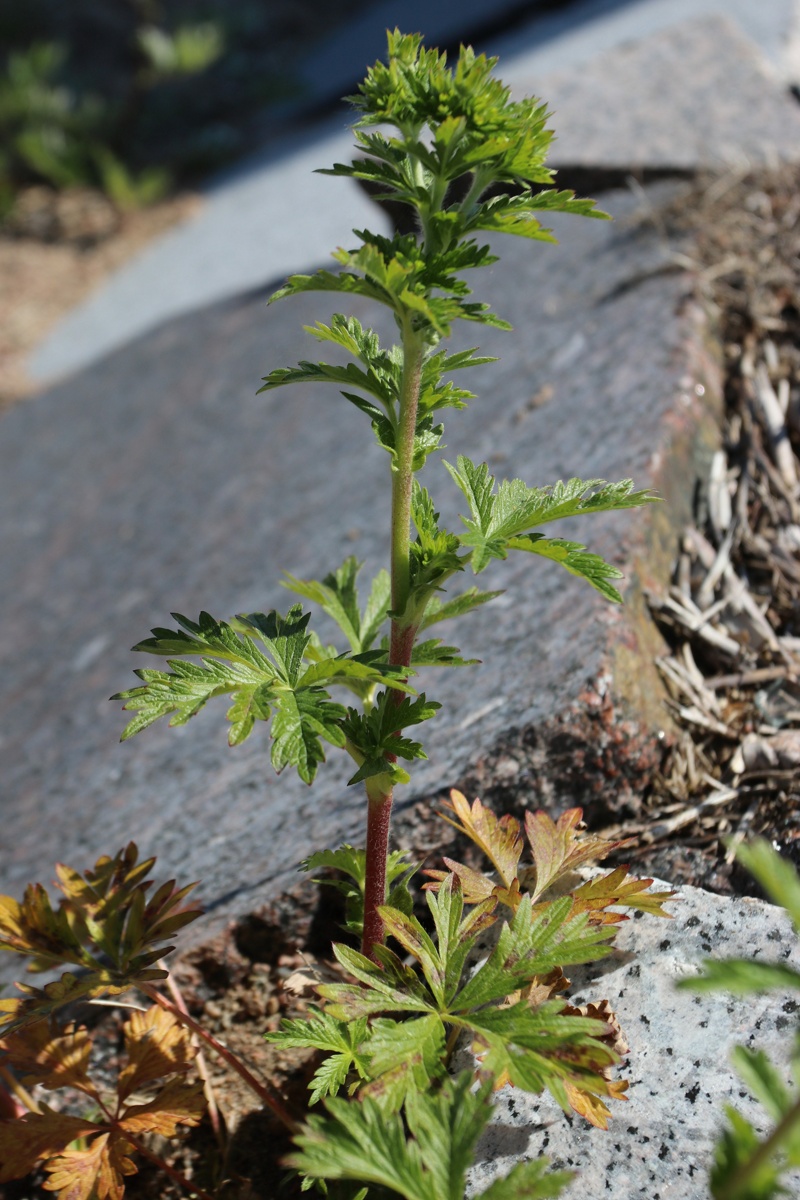 Image of Potentilla intermedia specimen.