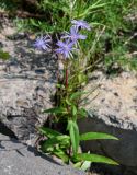 Lactuca sibirica