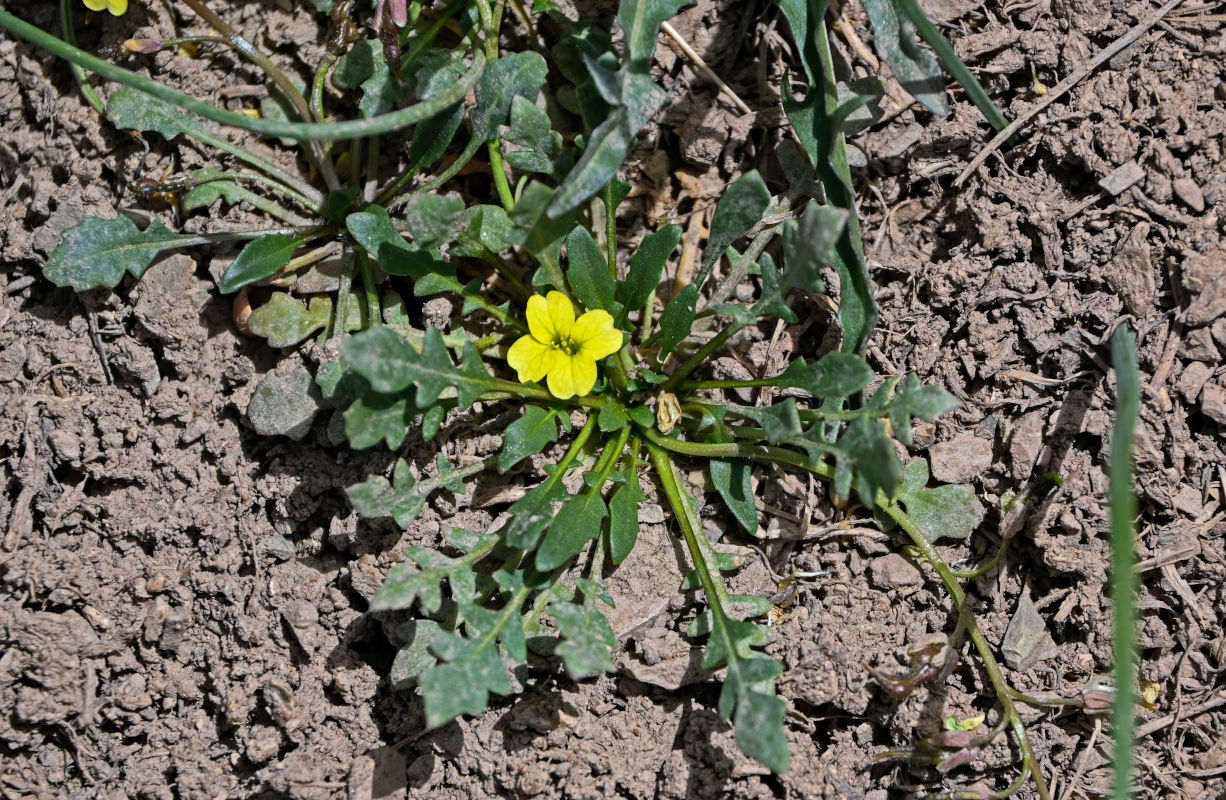 Изображение особи Chorispora macropoda.