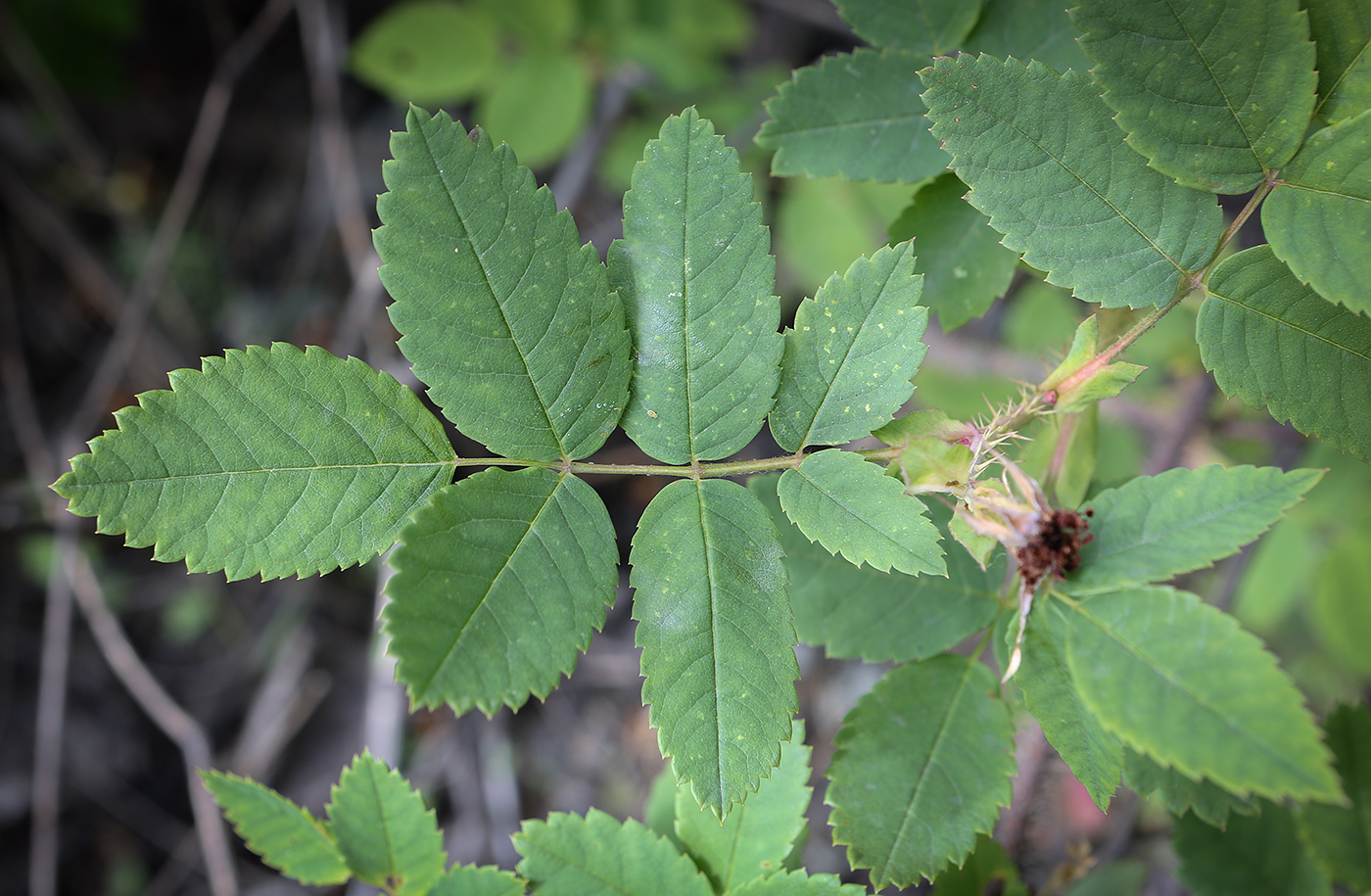 Изображение особи Rosa acicularis.