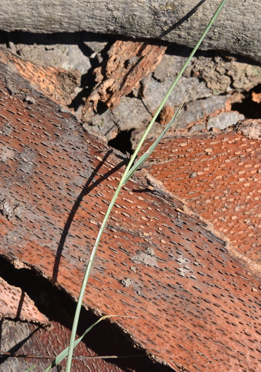 Image of Lolium perenne specimen.