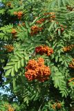 Sorbus aucuparia. Соплодия и листья. Великий Новгород, Торговая сторона, ул. Ильина у Преображенской церкви, уличное озеленение. 23.07.2023.