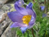 Pulsatilla violacea