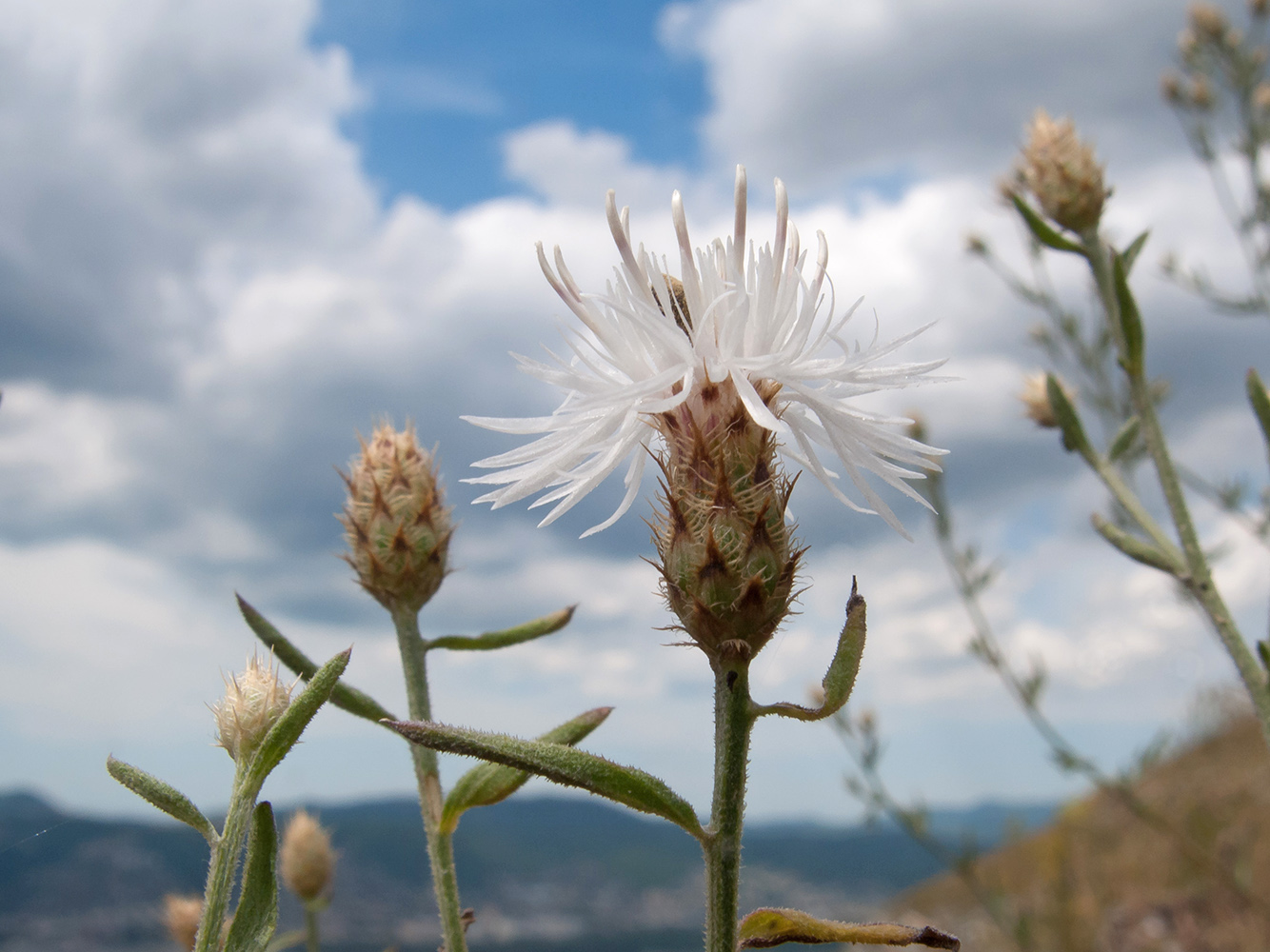 Image of Centaurea diffusa specimen.