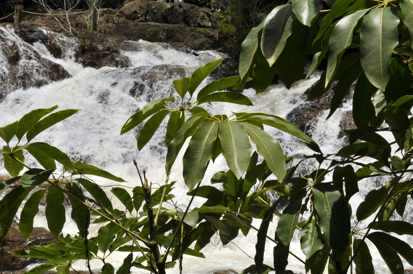 Image of genus Schefflera specimen.