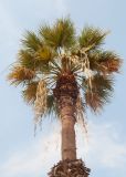 Washingtonia filifera. Крона плодоносящего растения. Египет, мухафаза Эль-Гиза, р-н Эль-Бадрашейн, пос. Мит-Рахина, музей Рамзеса II, в озеленении. 03.01.2024.