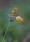 Oxalis pes-caprae form pleniflora