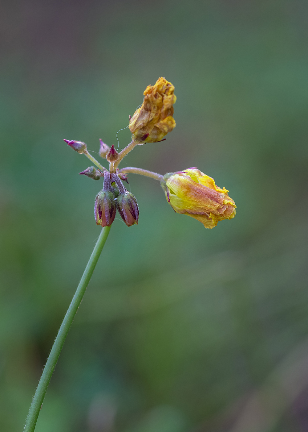 Image of Oxalis pes-caprae f. pleniflora specimen.