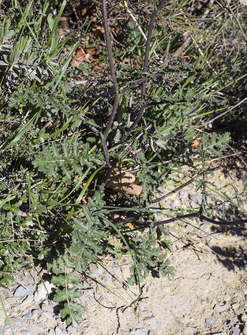 Image of familia Brassicaceae specimen.