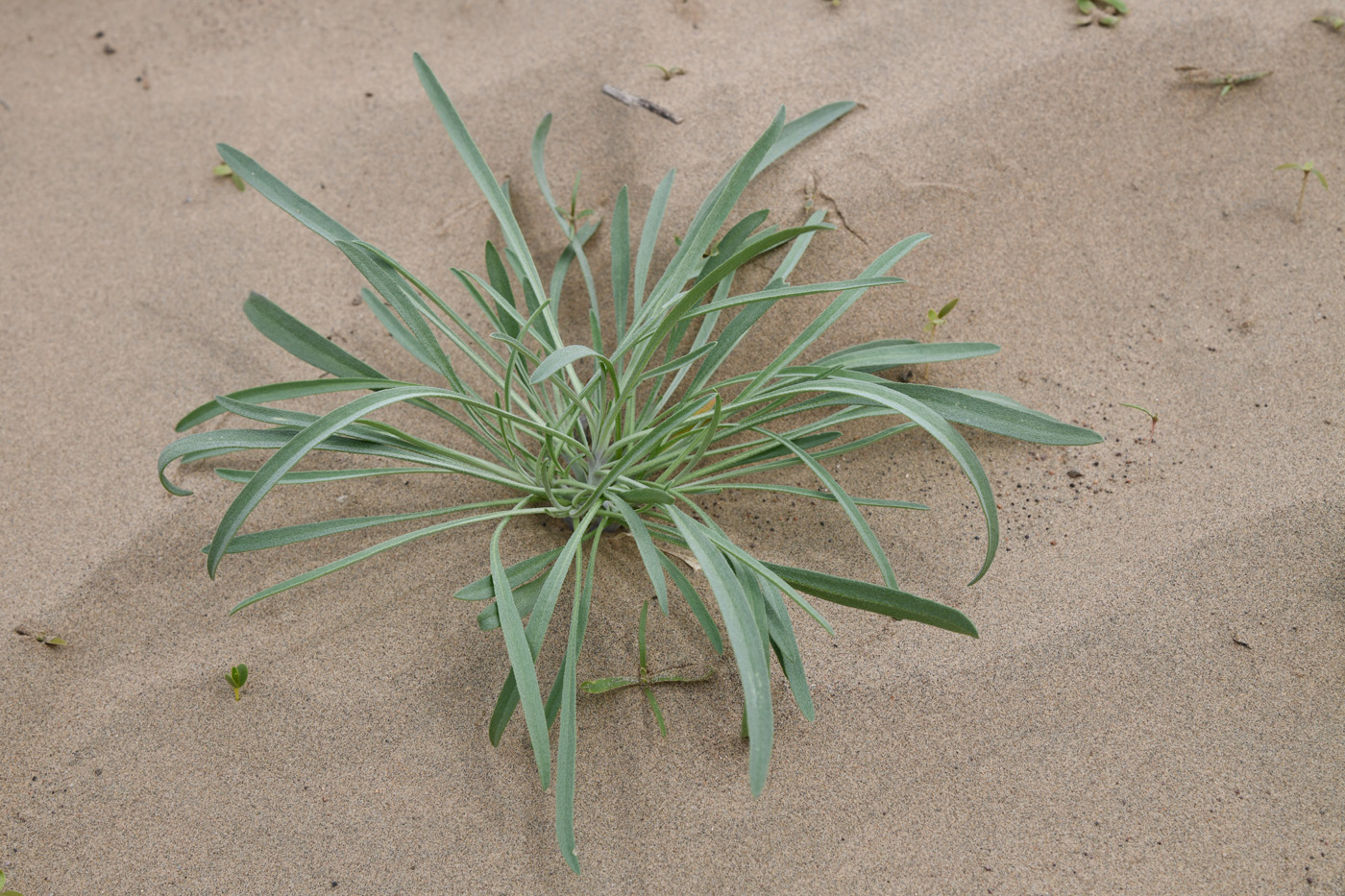 Image of familia Asteraceae specimen.