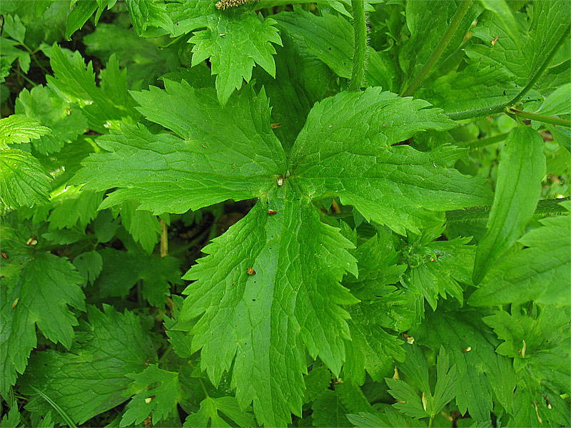 Image of Ranunculus lanuginosus specimen.