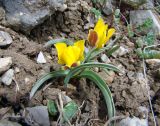 Tulipa thianschanica