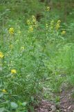 Erysimum aureum