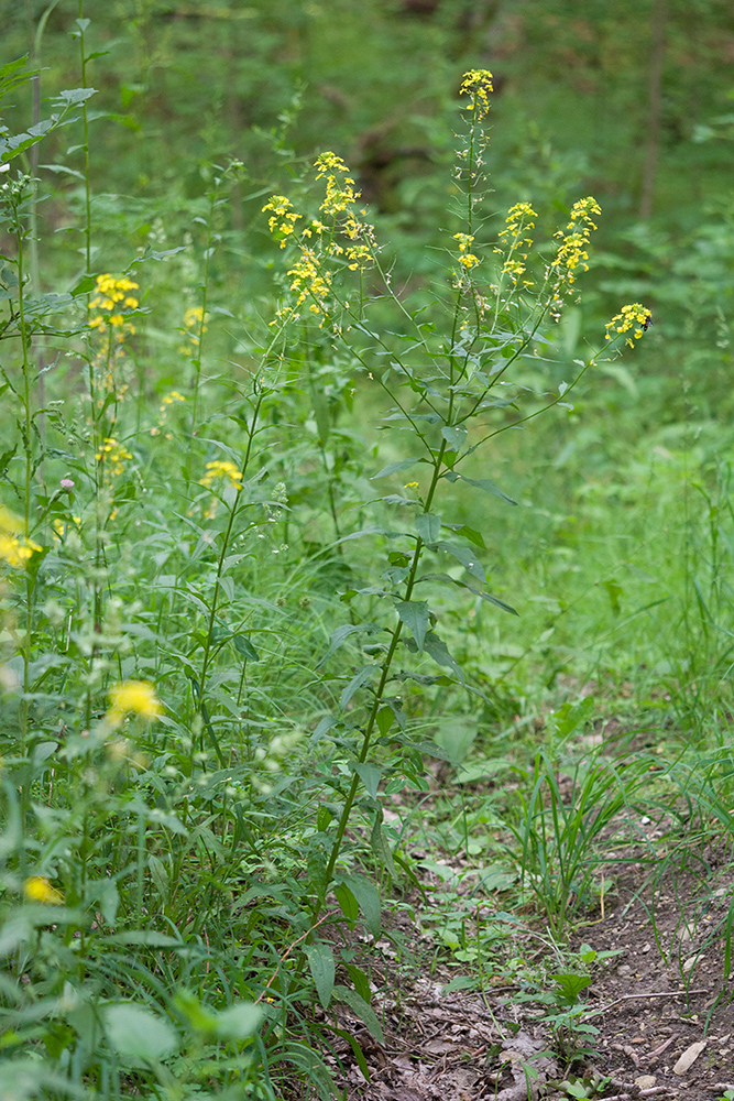 Image of Erysimum aureum specimen.