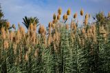 Phragmites australis. Верхушки вегетирующих растений с сухими прошлогодними соплодиями. Египет, мухафаза Асуан, о-в Элефантина, у воды. 04.05.2023.