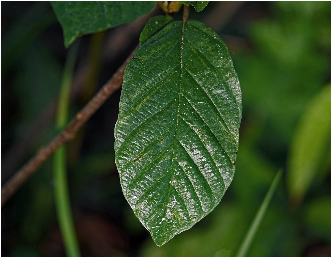 Изображение особи Frangula alnus.