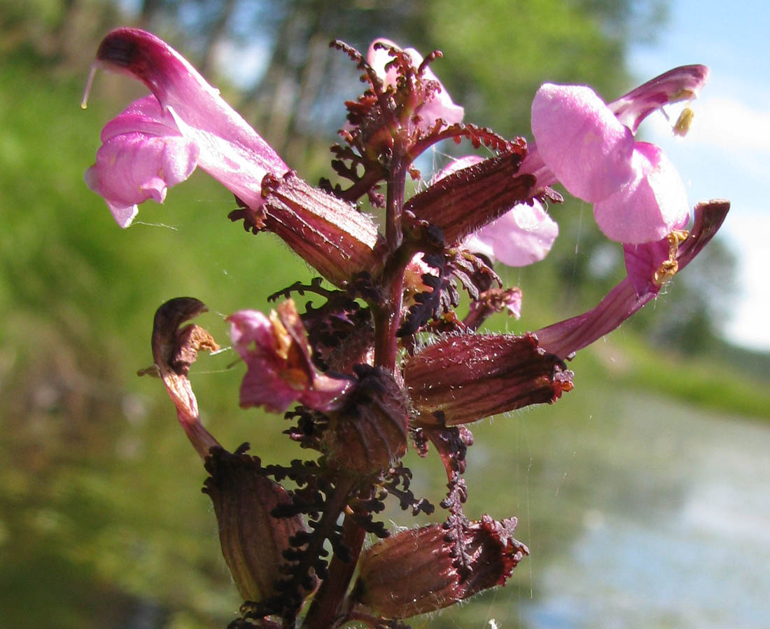 Изображение особи Pedicularis karoi.