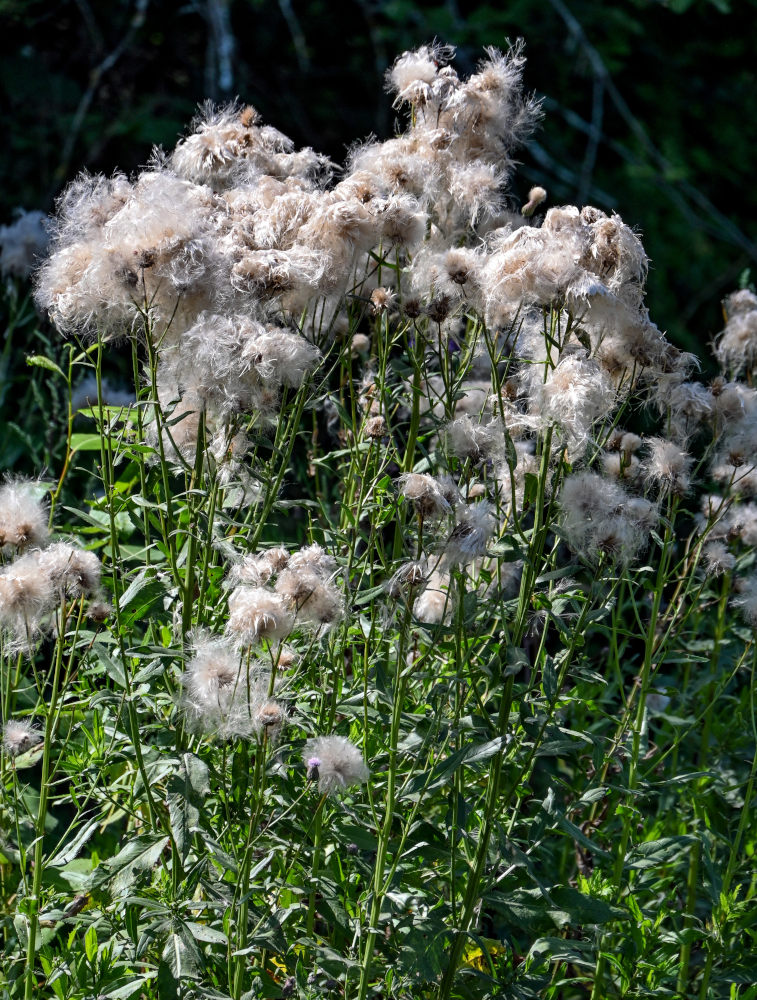 Image of Cirsium setosum specimen.