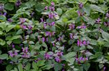 Lamium maculatum. Верхушки цветущих растений. Брянская обл., г. Брянск, долина р. Десна, опушка широколиственного леса. 02.05.2024.