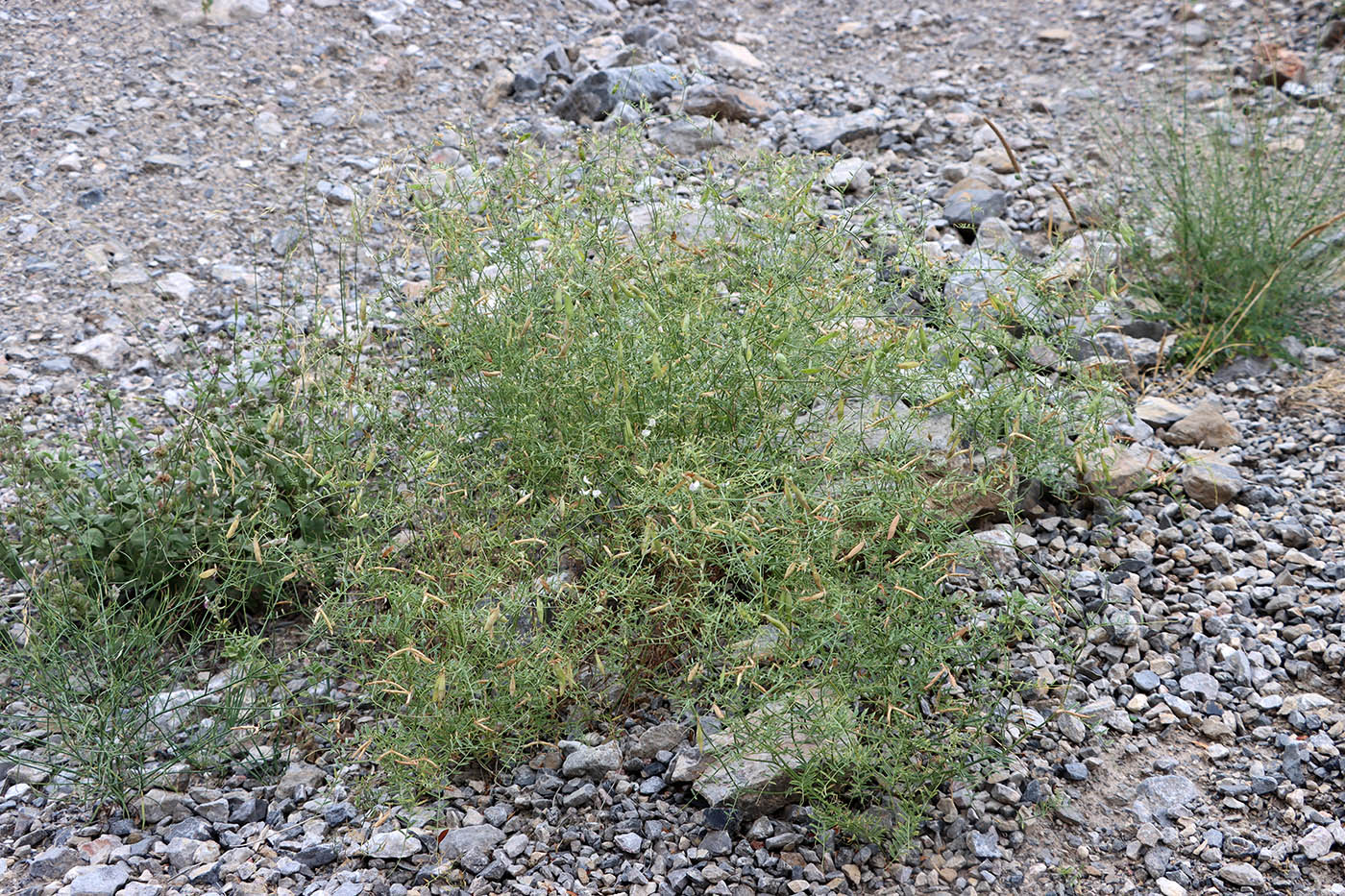Image of Vicia tetrasperma specimen.