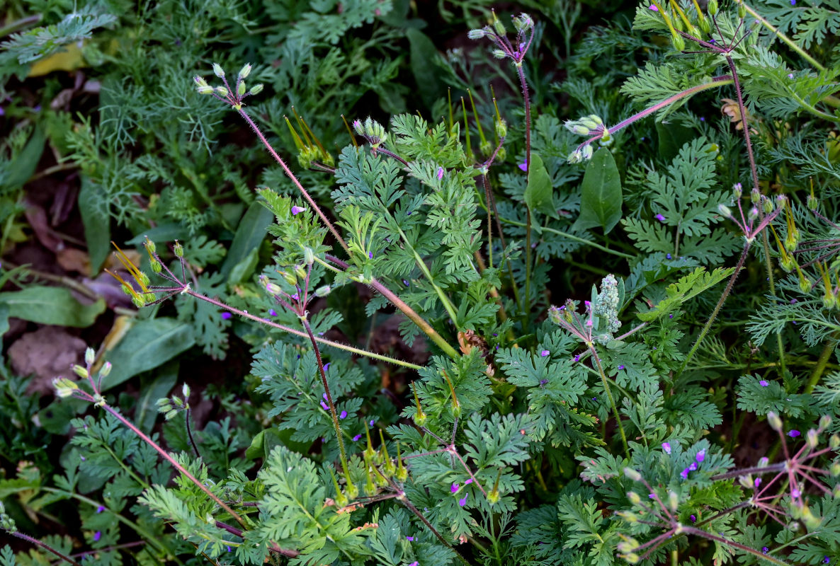 Изображение особи Erodium cicutarium.