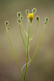 Image of taxon representative. Author is Илья Михеев